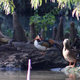 Behold, Hot Duck. Do not feed him bread.